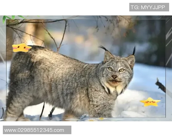 斯洛云与狼队激战正酣谁能在这场对决中笑到最后